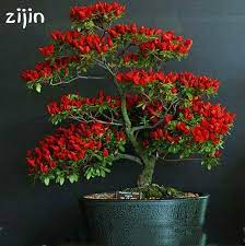11 Chili Bonsai Ideas Bonsai Bonsai Plants Bonsai Tree