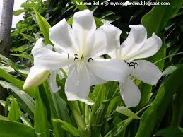 Image result for Crinum jagus