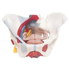 ƒ pelvic and retroperitoneal contents and spaces ƒ bony structures ƒ connective tissue (fascia, ligaments) ƒ pelvic floor and abdominal musculature. Optisafe Female Pelvis 6 Part Model From 3b Scientific