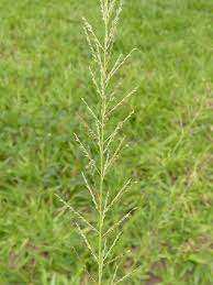 Image result for Sporobolus pyramidalis