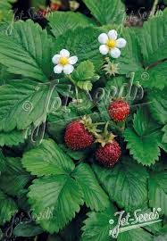 Image result for Fragaria vesca