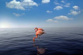 Flamingo Praia Mar Foto Gratuita No Pixabay