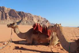 Camels last twice as long as horses, drink a third of the water, and just between you and me, look very nice. Middle East Archives Responsibo Travel