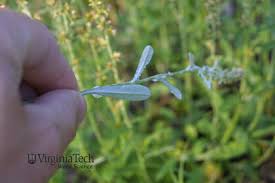 Image result for Gnaphalium purpureum