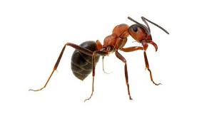 Our expert team provides a fast, effective service to help you manage any pest problem you may have. Pest Control Company In Central Illinois Exterminator