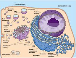 Endomembrane System Diagram Diagram | Quizlet