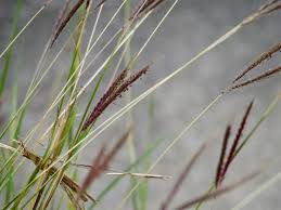 Image result for Dichanthium