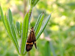 Image result for Digitaria monodactyla