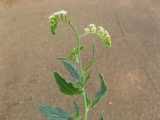 Image result for Heliotropium ciliatum