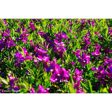 Image result for Polygala youngii