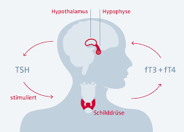 Schilddruse Hormonzentrum An Der Oper Munchen Endokrinologie