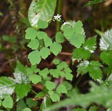 宮崎の季節がほらね！