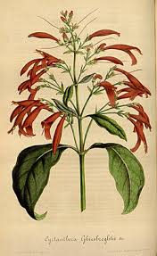 Image result for Justicia incana