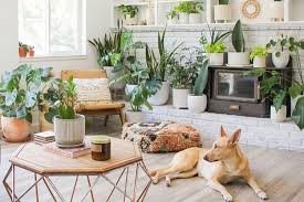 Maybe you would like to learn more about one of these? 30 Best Indoor Trees Tropical House Plants To Grow In 2021