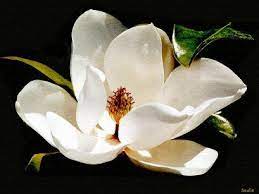 Mississippi Google Images Flowers Mississippi Magnolia Blossom