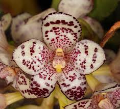Image result for Bulbophyllum fuscum