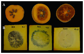 Image result for Diospyros consolatae-rotundifolia intermediates