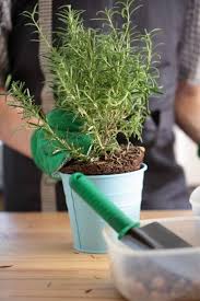 Image result for rosemary container