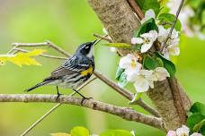 Boston Birding with Family