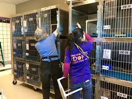 For your dog, find everything from dog tags and collars. City Of El Paso Animal Services Volunteer El Paso