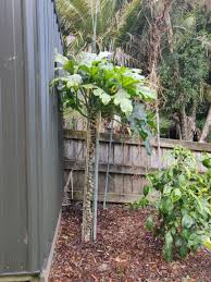 Jun 20, 2021 · there's a common misconception that if you're going to grow a garden, you have to plant in the spring. Growing Zucchini Vertically Update I M Pretty Impressed With How It Went Gardening