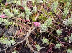 Image result for Lepidagathis lanatoglabra