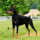 Doberman Pinscher Dog Breed Information, Pictures ...