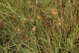 Image result for Themeda triandra