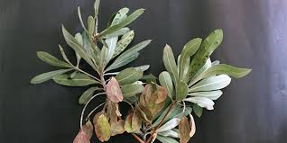 Image result for Terminalia sericea