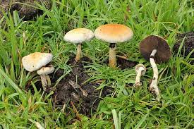 The Easy Guide On How To Identify Psilocybin Mushrooms