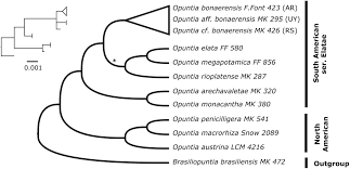 For plugins with a status of core, it means that they are already included in cacti 1.x maintained on github, and do not need to be installed. Beyond Endemism Expanding Conservation Efforts A Relictual Pleistocene Distribution And First Report Of The Prickly Pear Cactus Opuntia Bonaerensis In Brazil And Uruguay Biorxiv