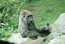 Part of the incident was recorded and uploaded to youtube.147. Bronx Zoo Total Experience October 17 2020 Wade Tours Bus Tours