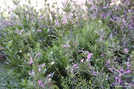 Image result for Dicliptera monroi