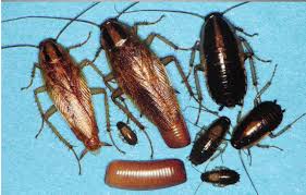 They are attracted to your home in search of food and water mostly. Fact Sheet Get Rid Of Roaches Hamilton County Public Health Hamilton County Public Health