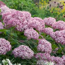 Check spelling or type a new query. Hydrangea Arborescens Incrediball Blush White Flower Farm