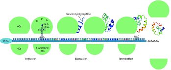 Neurotransmitters can stimulate local protein synthesis by inhibiting these inhibitors and. A Schematic To Represent The Three Stage Process Of Mrna Translation Download Scientific Diagram