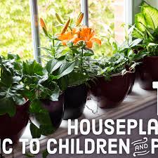 So if, like me, you i have four kinds, two in the shot above including the prayer plant and the majestica exotica (with an asplenium in the foreground, also safe for cats), the. 10 Toxic Houseplants That Are Dangerous For Children And Pets Dengarden