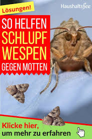 So Helfen Schlupfwespen Gegen Motten Haushaltsfee Haushalt Und Schlupfwespen