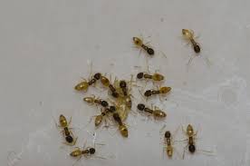 Nozzle nolen pest solutions technical advisor, kevin grindell, gets to the bottom of why you may be seeing one of the most common household pests: How To Get Rid Of Ghost Ants In Florida