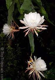 Night Blooming Cereus Etsy In 2021 Night Blooming Flowers Endangered Plants Night Flowers