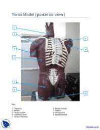 Posterior muscles in the body. Torso Posterior Muscles Model Human Anatomy Handout Docsity