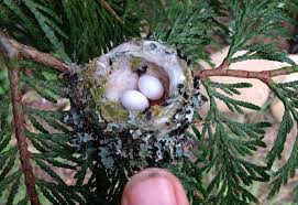 Greatbigcanvas.com has been visited by 100k+ users in the past month What To Do When You Find A Bird Nest Hummingbird Nests