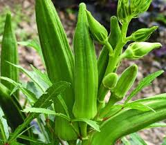 Image result for Abelmoschus esculentus