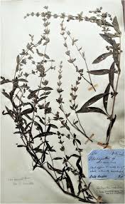 Image result for Lepidagathis randii