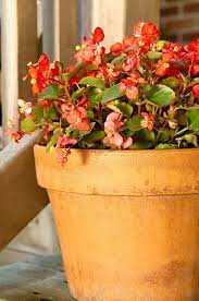 22 Of The Most Beautiful Blooming Houseplants Flowering House Plants Indoor Flowers Plants