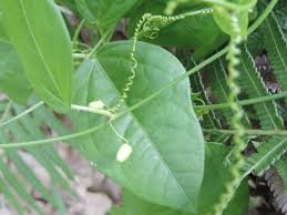 Image result for Passiflora suberosa