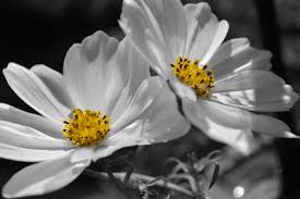 Black And White Picture With Color Accents Flower Photography Wall Art Wall Hangings Black And White With Color Accents White Anemo Flowers Photography Photography Wall Art Vintage Photography