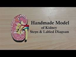 How To Make Kidney Model 3d Thermocol Styrofoam Carving Youtube Model Carving How To Make