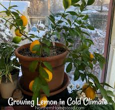 Check spelling or type a new query. Lemon Tree In The Indoor Garden On Video Northern Homestead
