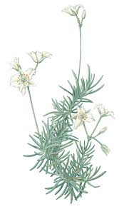 Image result for Hypertelis bowkeriana